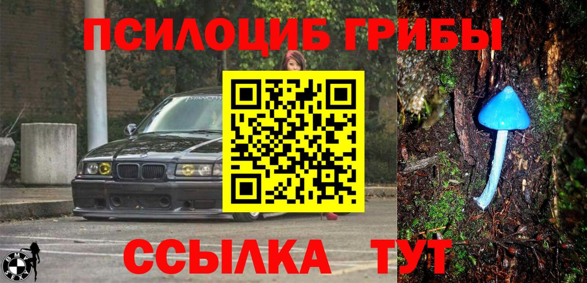 Псилоцибиновые грибы Psilocybine cubensis Ухта